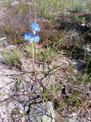 Commelina madagascarica