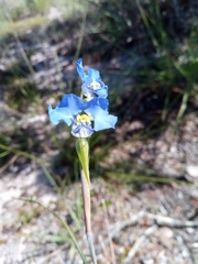 Commelina madagascarica