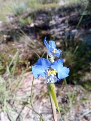 Commelina madagascarica