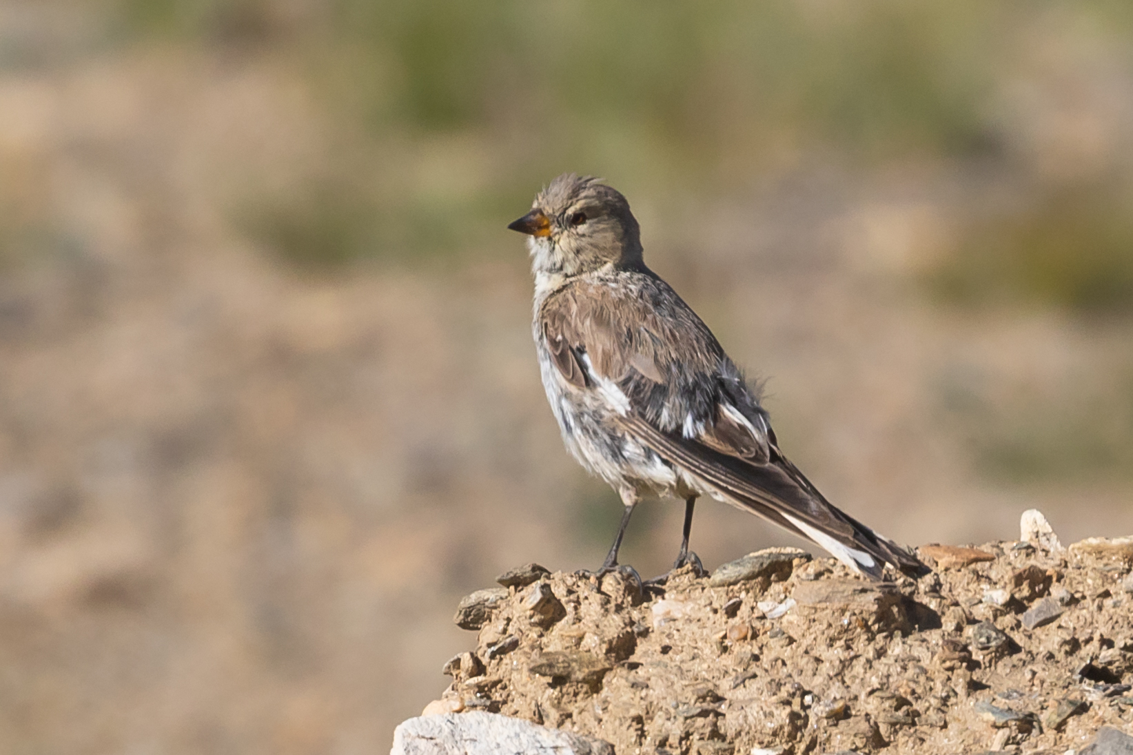 Black-winged Snowfinch (Montifringilla adamsi), photo 8