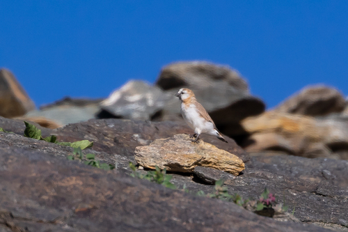 Blanford's Snowfinch (Pyrgilauda blanfordi), photo 9