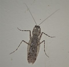 Theopompella chopardi