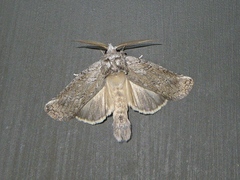 Scythrophanes stenoptera