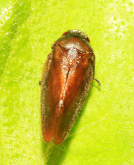 Eoscarta assimilis