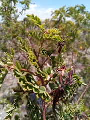 Indigofera lyallii