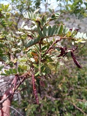 Indigofera lyallii