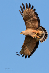 Savanna Hawk photo 2