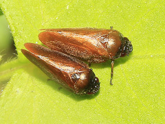 Eoscarta assimilis
