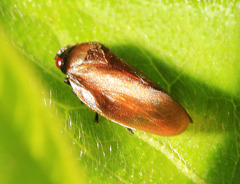 Eoscarta assimilis