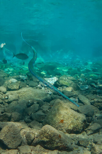 Bluespotted cornetfish (Fistularia commersonii) — Fistulariidae — 3