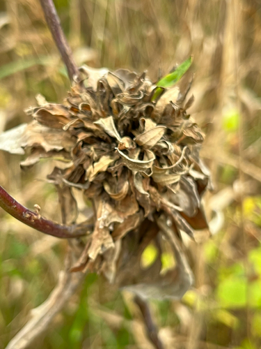 Unknown species found near Bethania-Tobaccoville Rd, Winston-Salem, NC, US