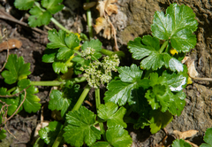 Apium prostratum denticulatum