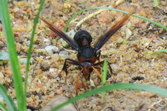 Delta pyriforme circinale