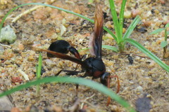 Delta pyriforme circinale