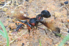 Delta pyriforme circinale