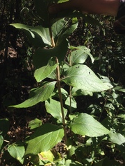 Verbesina sphaerocephala