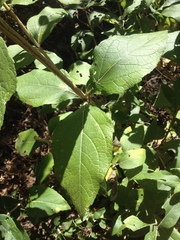 Verbesina sphaerocephala