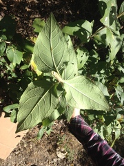 Verbesina sphaerocephala