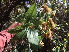 Verbesina sphaerocephala