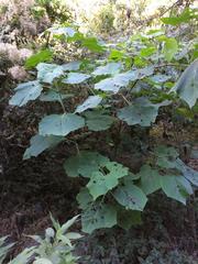 Podachaenium eminens