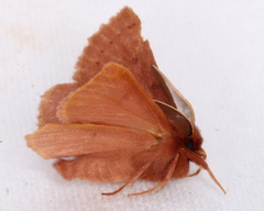 Anthela ferruginosa