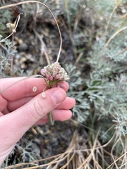 Allium rupestre, photograph (c) Екатерина Кравцова, some rights reserved (CC BY)