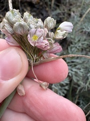 Allium rupestre, photograph (c) Екатерина Кравцова, some rights reserved (CC BY)