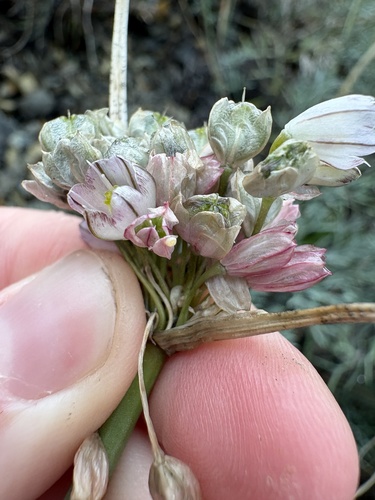 Allium rupestre