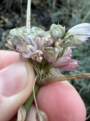 Allium rupestre