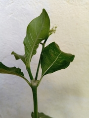 Psychotria puffii image