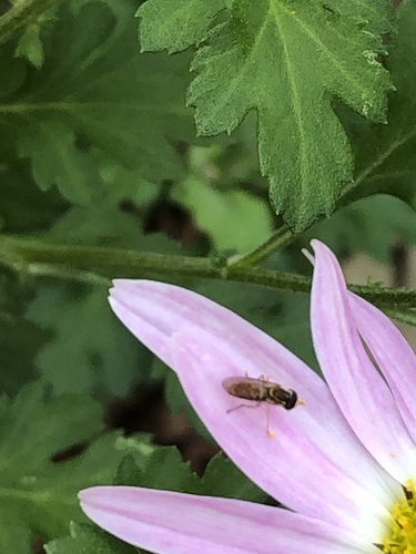 Unknown species found near Metacomet St, Belchertown, MA, US