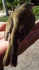 Vireo magister