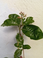 Psychotria puffii image