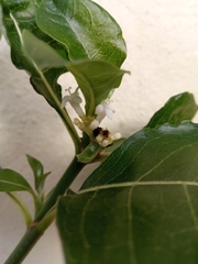 Psychotria puffii image