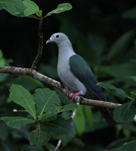 Island Imperial Pigeon (Ducula pistrinaria), photo 7