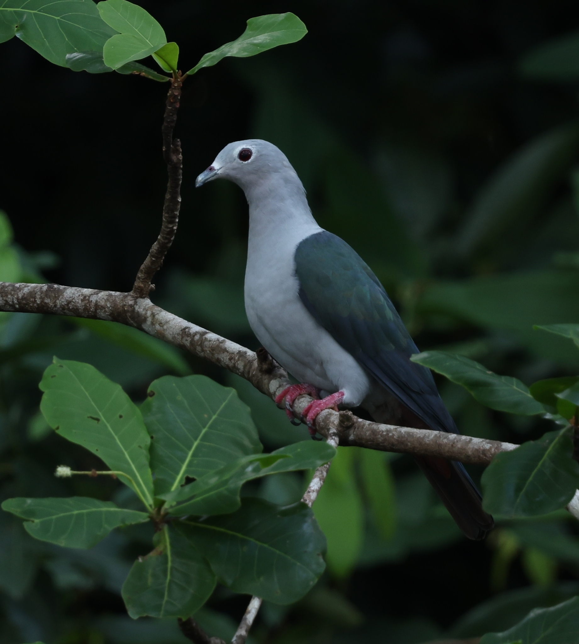 Island Imperial Pigeon (Ducula pistrinaria), photo 1