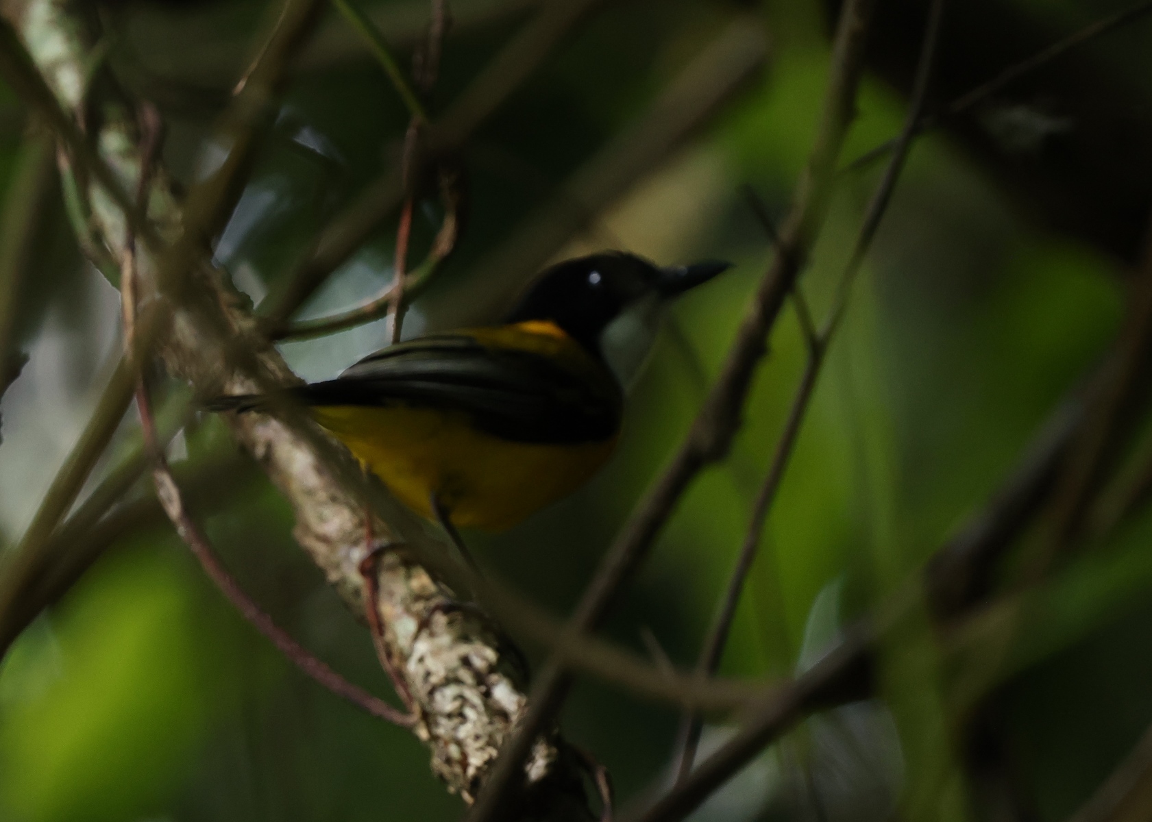 Mangrove Golden Whistler (Pachycephala melanura), photo 2