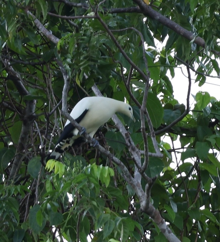 Yellowish Imperial Pigeon (Ducula subflavescens), photo 6