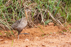 Rhynchotus rufescens