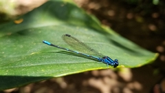 Argia oculata