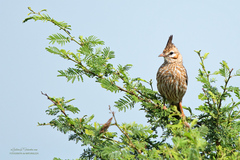 Lark-Like Brushrunner photo 2