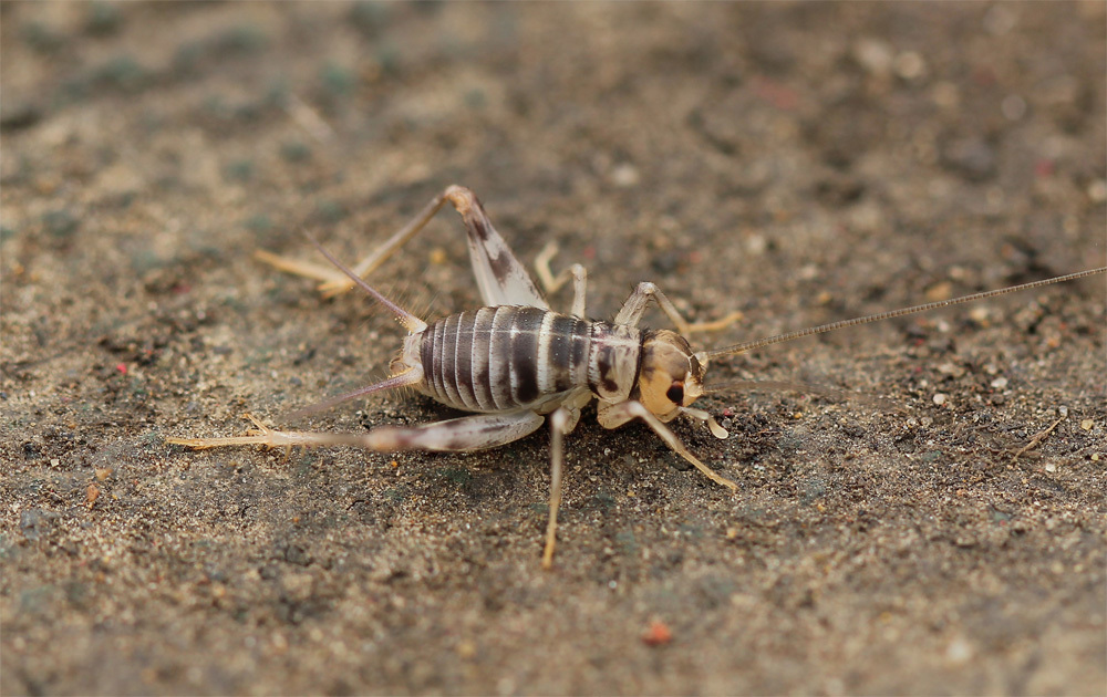 Gryllomorpha miramae