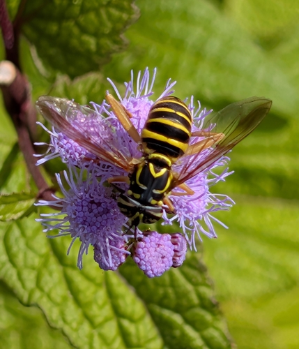 Unknown species found near Cambridge Highlands, Cambridge, MA, USA