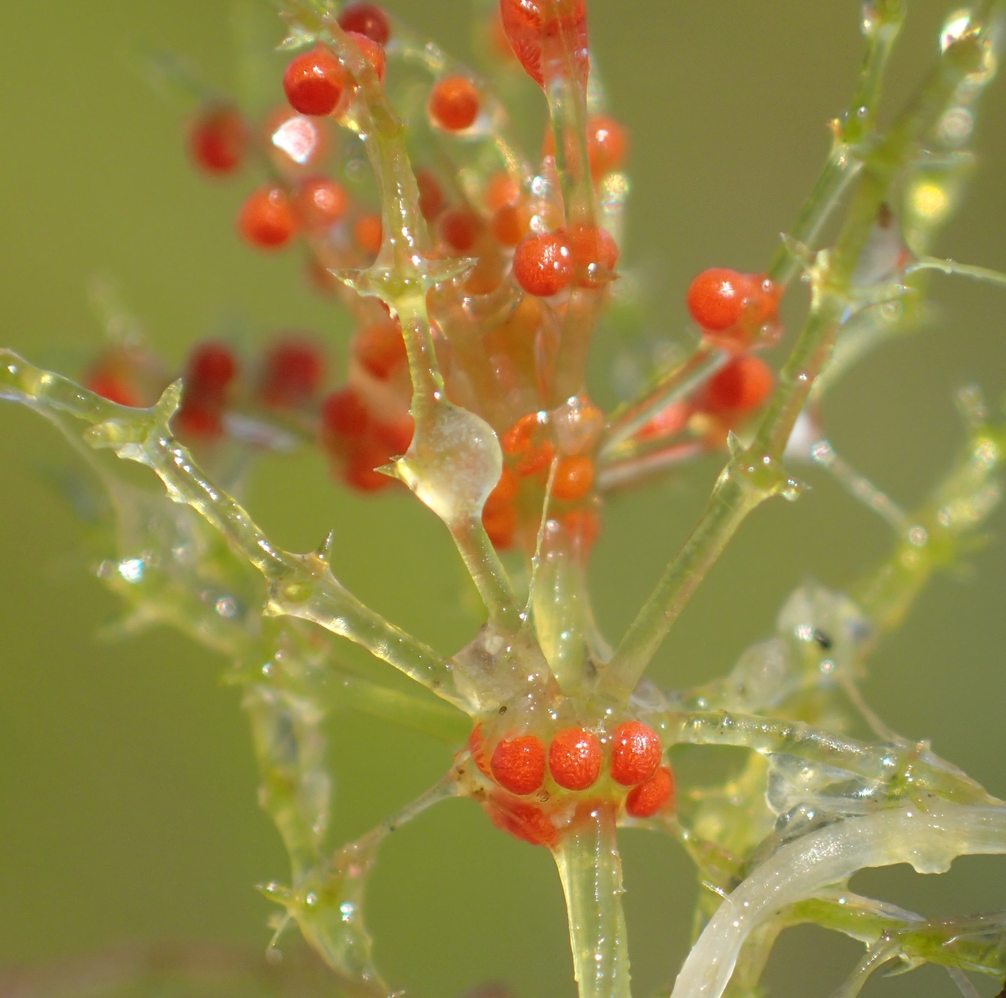 Discovering charophyte biochemistry: cellulose, galacturonate-rich polysaccharides. Evolutionary insights. #Charophytes #Biochemistry #PlantEvolution