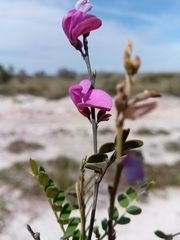 Millettieae