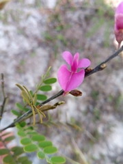 Millettieae