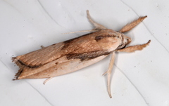 Pilostibes basivitta