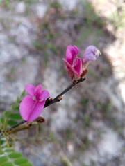 Millettieae
