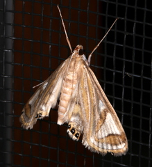 Strepsinoma foveata