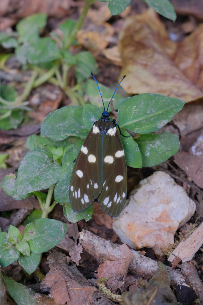Eterusia tricolor